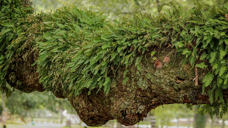Tim Ekspedisi Temukan Puluhan Tanaman Langka di Pegunungan Meratus