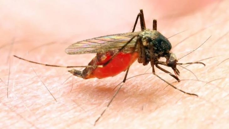 WHO telah Keluarkan Rekomendasi Vaksin Malaria untuk Anak Berisiko