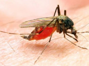 WHO telah Keluarkan Rekomendasi Vaksin Malaria untuk Anak Berisiko