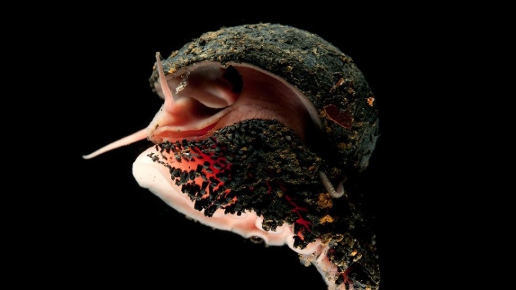 Unik, Siput Langka ini Punya Cangkang Besi Sebagai Alat Bertahan