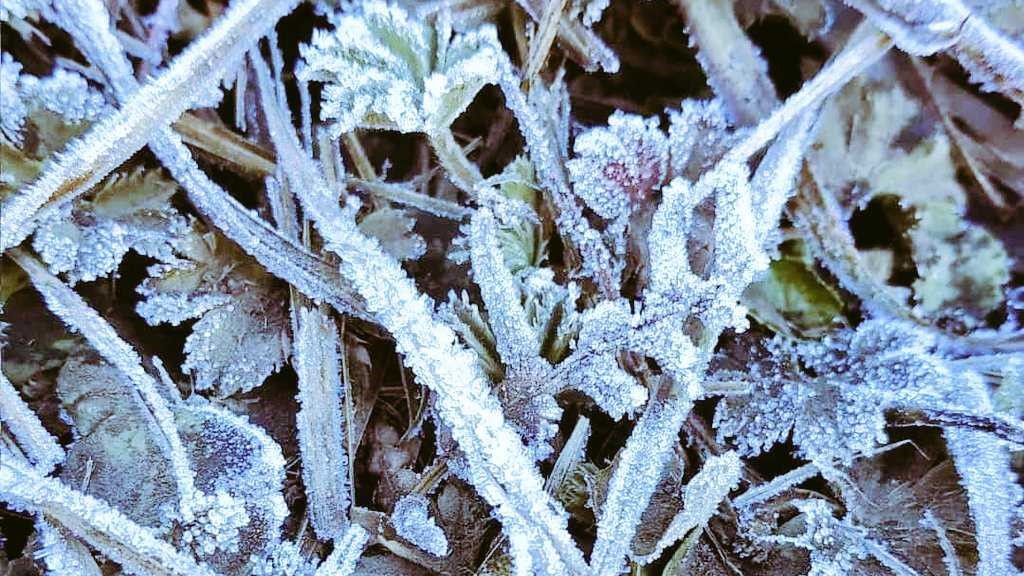 Suhu udara di puncak Gunung Lawu yang mencapai 3 derajat Celcius membekukan tanaman. (MP/Istimewa)