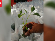 Aksi Surabaya Pedas Bagikan Sejuta Bibit Cabai