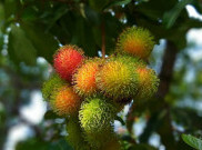 Rambutan, Buah Tropis yang Banyak Manfaat