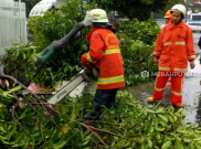 Pemprov DKI Paparkan Alasan Tebang Puluhan Ribu Pohon Rindang
