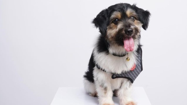 Penelitian: Anjing Mengerti Hubungan antara Kata dan Objek