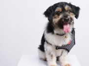 Penelitian: Anjing Mengerti Hubungan antara Kata dan Objek
