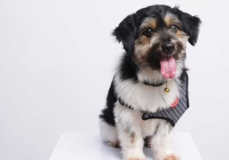 Penelitian: Anjing Mengerti Hubungan antara Kata dan Objek
