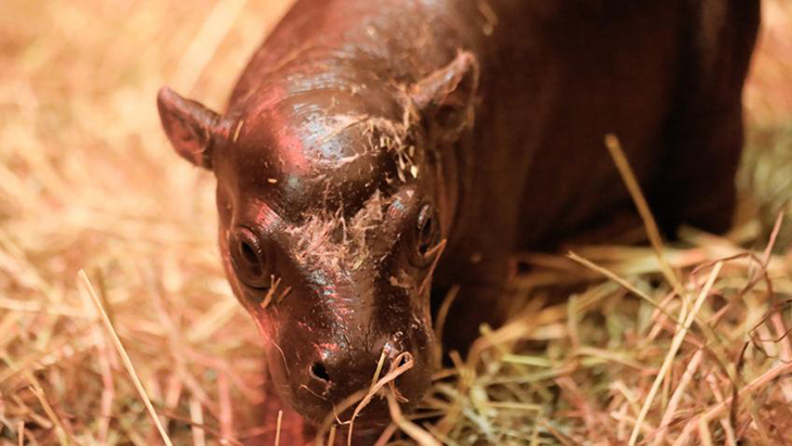 Selucu Moo Deng, Anak Kuda Nil Kerdil Curi Perhatian di Kebun Binatang Skotlandia