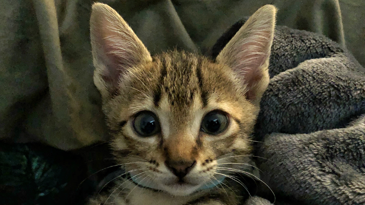 Kenalin! Ms. Miya, Kucing Barunya Cakra Khan