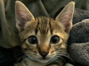 Kenalin! Ms. Miya, Kucing Barunya Cakra Khan