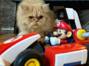 Kucing Peliharaan Jadi Musuh Gim Mario Kart Live: Home Circuit
