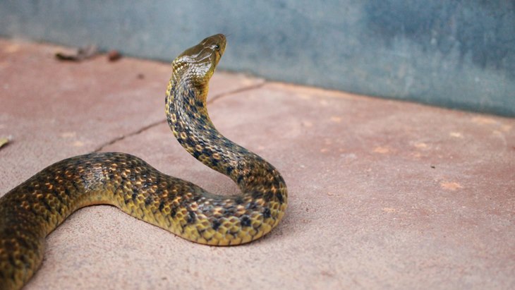 5 Cara Tolak Ular Masuk ke Rumah