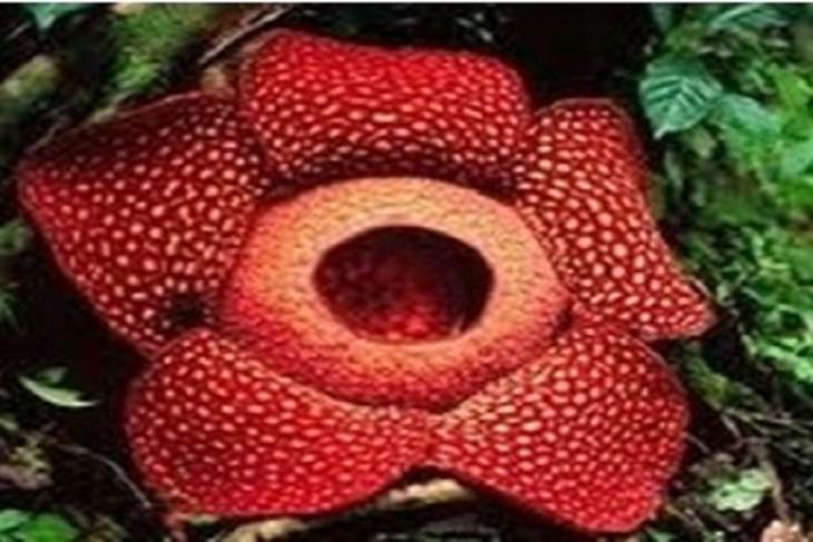 Rafflesia Arnoldii di Bengkulu (Foto: kpppnbengkulu.net)