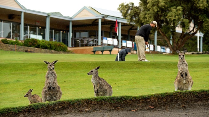 Rasakan Sensasi Bermain Golf Ditemani 300 Kangguru 