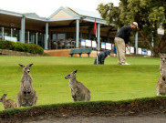 Rasakan Sensasi Bermain Golf Ditemani 300 Kangguru