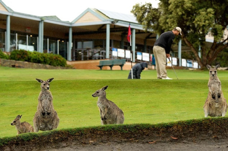 Rasakan Sensasi Bermain Golf Ditemani 300 Kangguru 