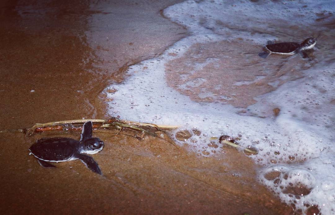 Tukuk yang dilepaskan di Pantai Temajuk (Instagram/destriadi_yunas_jumasani)