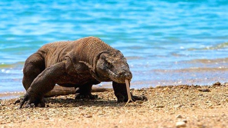  Komodo menjadi daya tarik utama Taman Nasional Komodo (Foto: kemenpar.go.id)