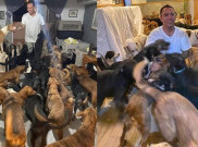 Lindungi Ratusan Anjing Liar dari Badai, Aktivis Hewan Ini Jadi Sorotan Dunia