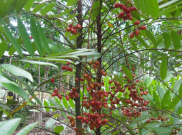 Kopi Pasak Bumi, Kopi Berkhasiat Khas Kalimantan