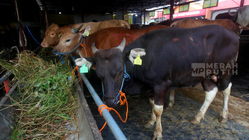 Penjualan Hewan Kurban Jelang Hari Raya Idul Adha 1446 H di Jakarta