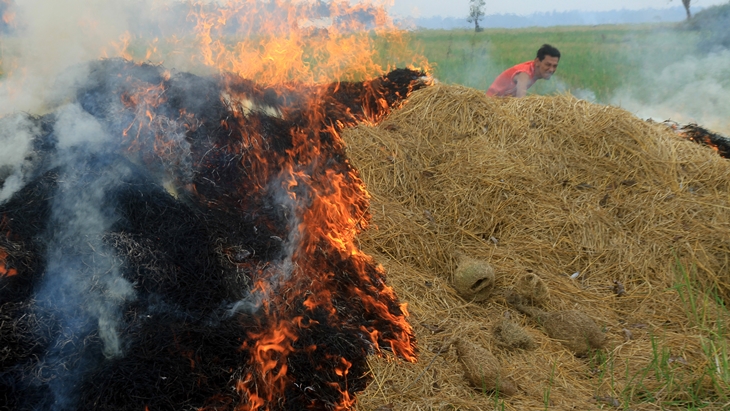 bakar sawah