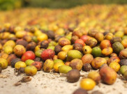 Fakta-Fakta Unik Kopi Sajang, Arabika yang Ditanam di Bawah 1.000 Mdpl