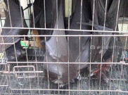 Heboh Wabah Virus Corona, Pemkot Solo Belum Berani Larang Konsumsi Daging Kelelawar
