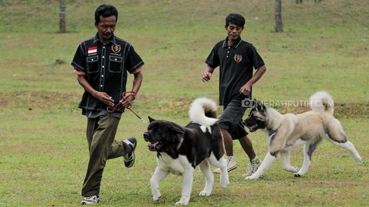 Von Haus JHL, Salah Satu Kennel Anjing American Akita Terbesar di Asia Tenggara