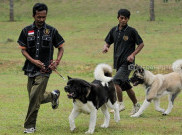 Von Haus JHL, Salah Satu Kennel Anjing American Akita Terbesar di Asia Tenggara