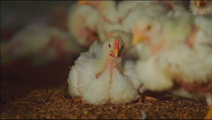 Peternakan Ayam Gerai Makanan Cepat Saji Sangat Higienis