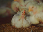 Peternakan Ayam Gerai Makanan Cepat Saji Sangat Higienis
