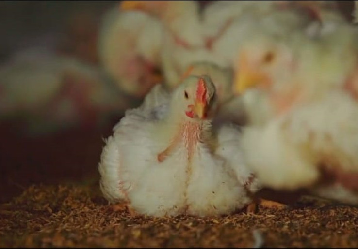 Peternakan Ayam Gerai Makanan Cepat Saji Sangat Higienis