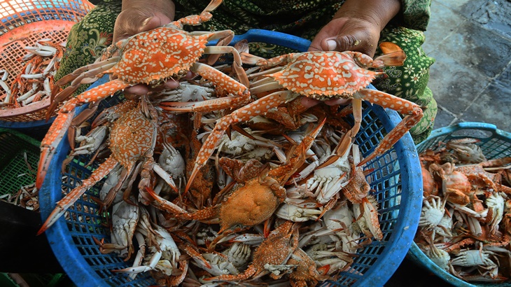 Kepiting hasil budi daya masyarakat 