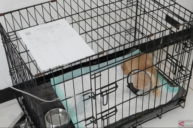 Kucing Uya Kuya Terlantar Pasca-Penjarahan. Kini Dirawat Puskeswan Ragunan Masih Diinfus