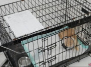 Kucing Uya Kuya Terlantar Pasca-Penjarahan. Kini Dirawat Puskeswan Ragunan Masih Diinfus