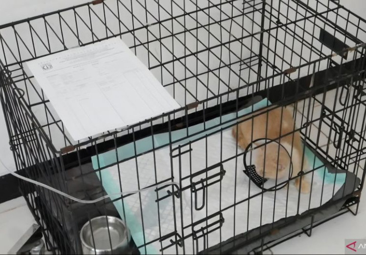 Polisi Tetapkan 1 Anak Di Bawah Umur Tersangka Pejarahan Kucing Uya Kuya