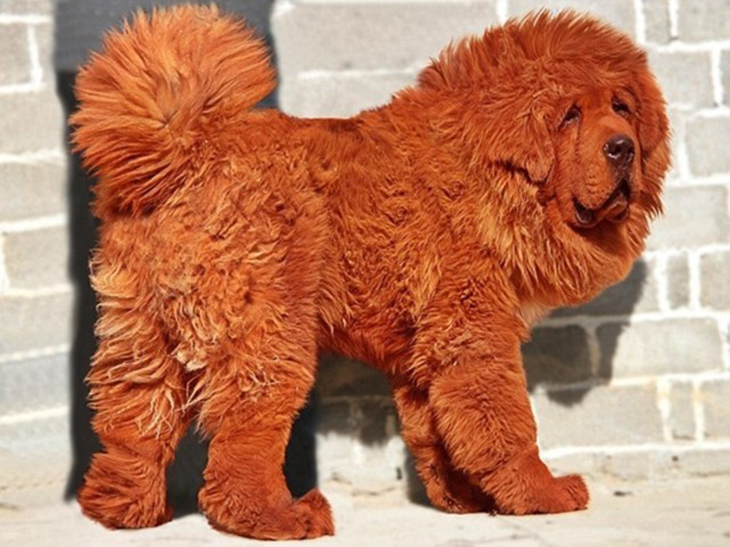 tibetan mastiff