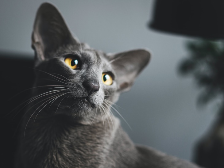 kucing