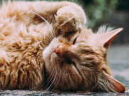 Sterilisasi Kucing untuk Kurangi Krisis Tunawisma pada Hewan
