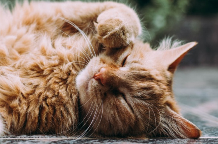Sterilisasi Kucing untuk Kurangi Krisis Tunawisma pada Hewan
