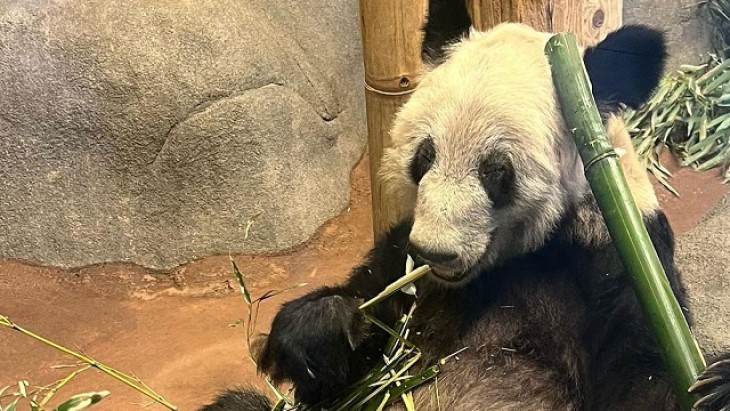 Dianggap Tak Dirawat, Tiongkok Pulangkan Panda Pemberian untuk AS