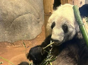 Dianggap Tak Dirawat, Tiongkok Pulangkan Panda Pemberian untuk AS