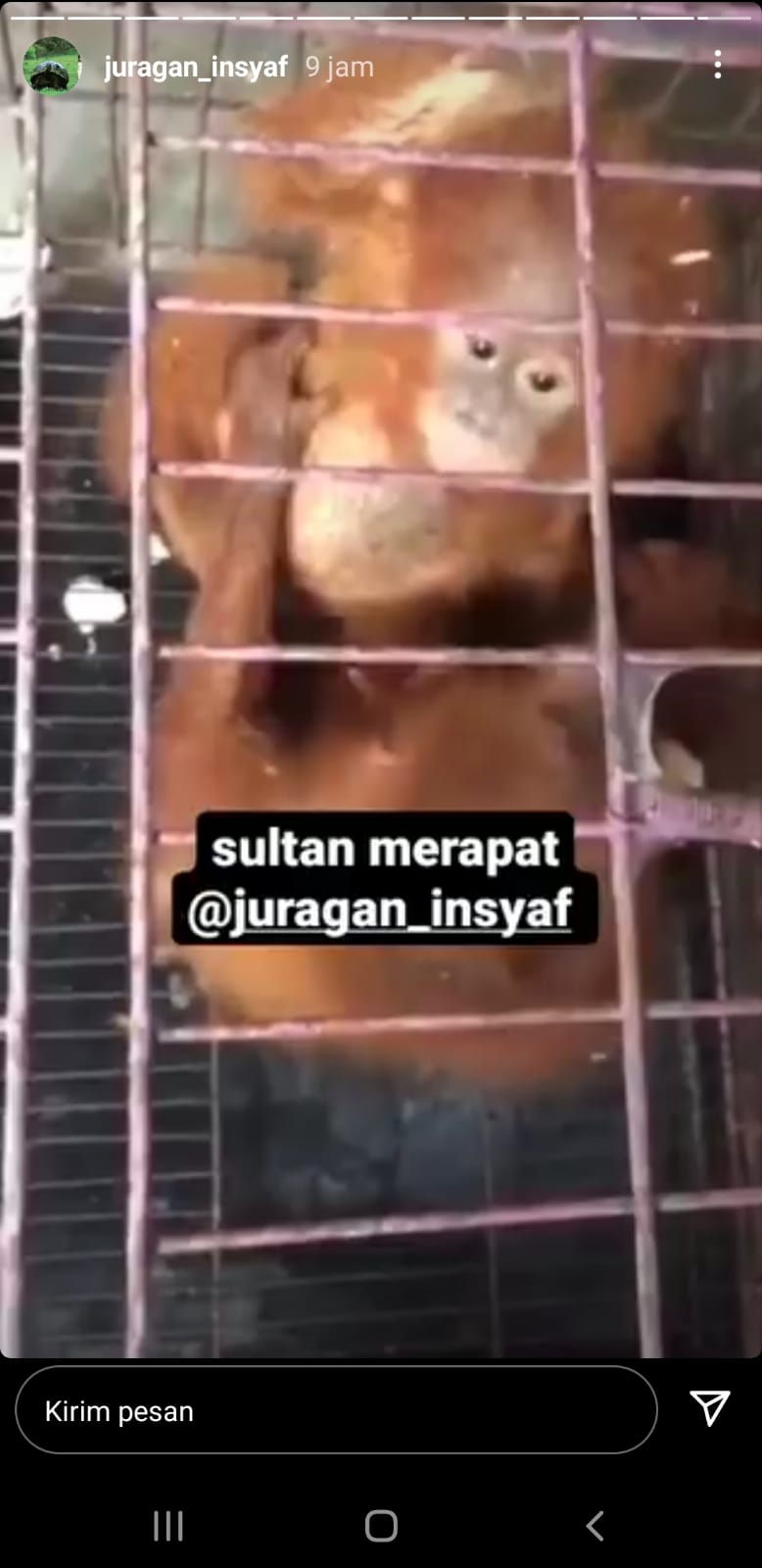 Orang Utan. (Foto: Tangkapan Layar)