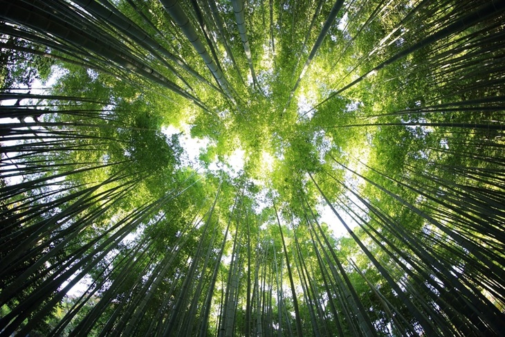 Rekreasi di Hutan Bikin Kamu Kenal dengan Habitat Asli