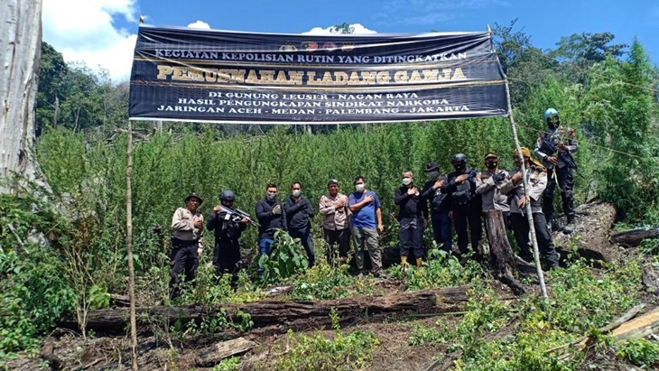 Pemusnahan ladang ganja di Aceh. (Foto: MP/Humas Polri)