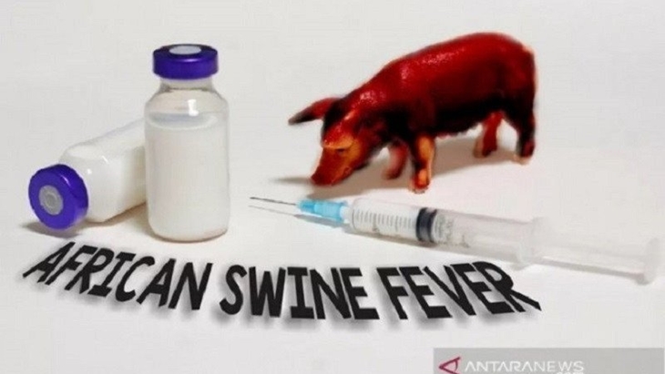 Ini Langkah Korsel Setelah Menemukan Kasus Baru Flu Babi Afrika