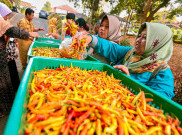 Harga Cabai di Jawa Tengah Tembus Rp 90 Ribu per Kg, Pedagang Makanan Kelimpungan