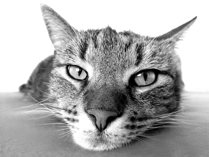 Penyakit kucing juga dapat memengaruhi kesehatan manusia. (Foto: Pixabay/Katzenspielzeug)