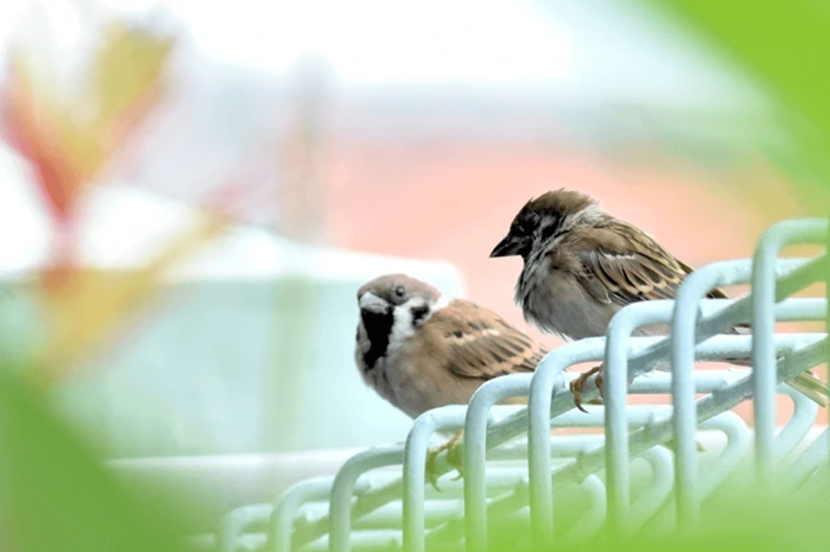 Burung Gereja Tidak untuk Dipelihara, Ini 5 Alasannya